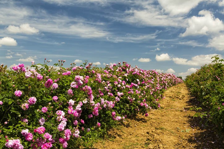 Découverte de Kazanlak (capitale de la vallée des roses)