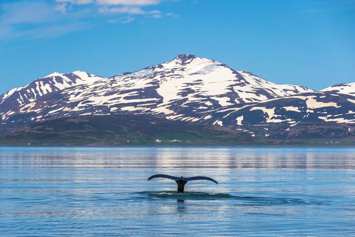 Observation des baleines