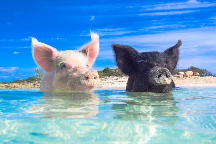 Découverte de la Plage aux cochons