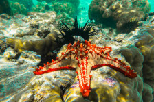 Session de plongée au Zanzibar Mnemba Atoll Marine Reserve