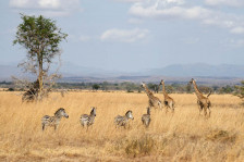 Découverte du Parc National de Mikumi