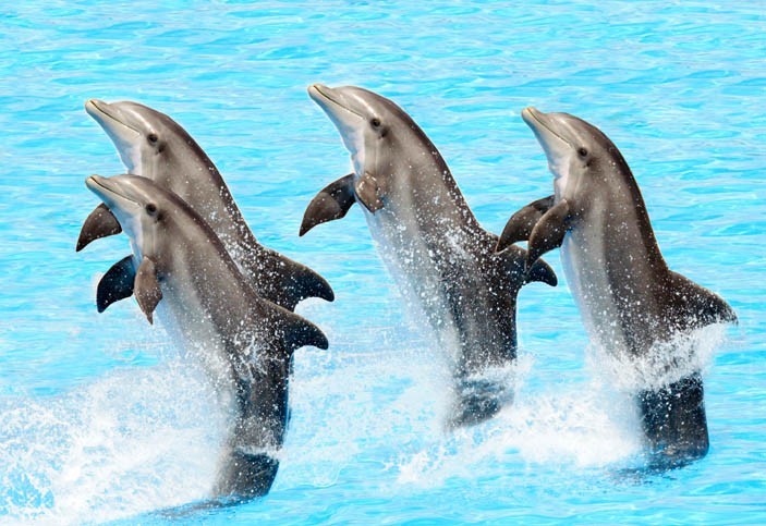 Baignade avec les dauphins