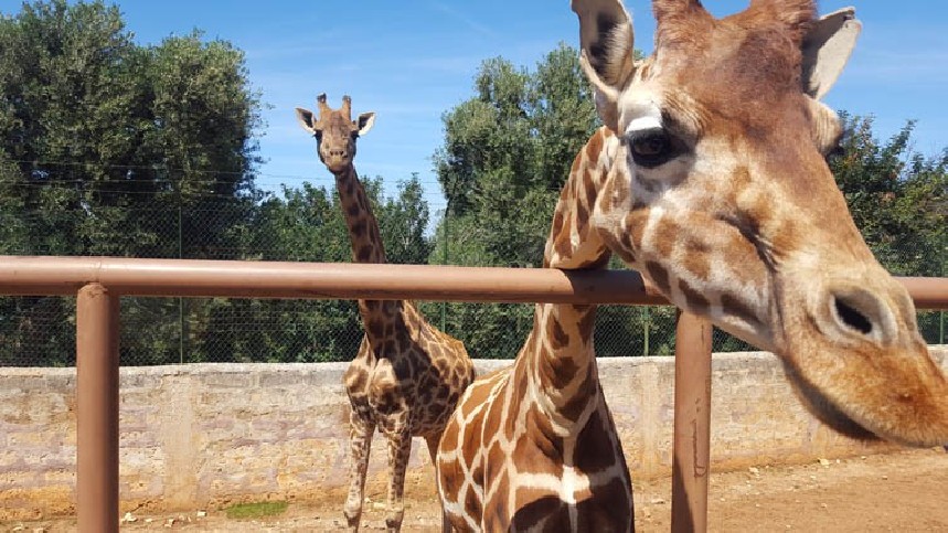 Entrée pour le zoo