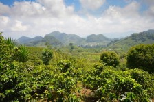 Visite de plantation de café