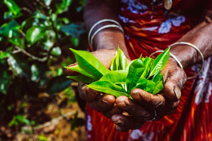 Visite plantation de thé