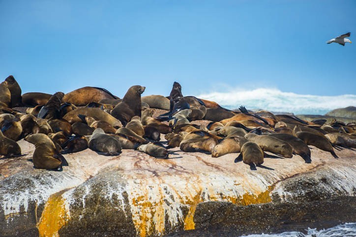 Découverte de l'île aux phoques