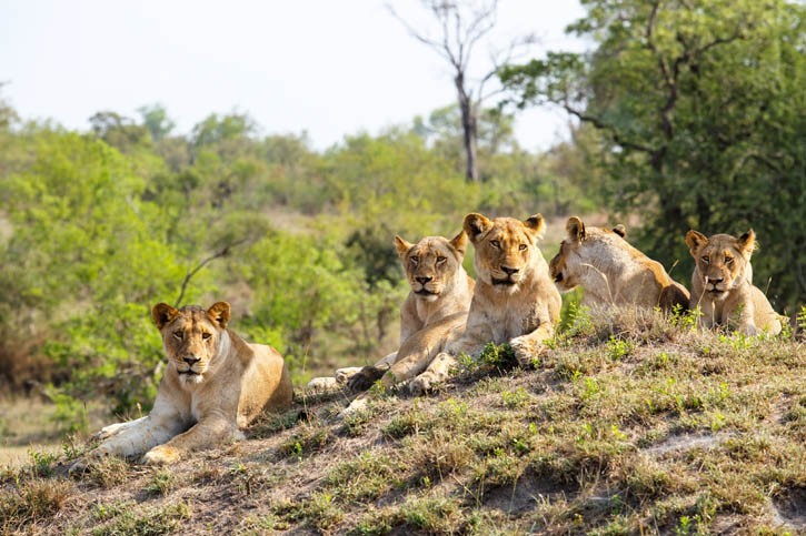 Réserve de Hluhuwe-Umfolozi