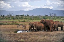 Safari dans le Parc de Tsavo
