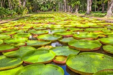 Balade Jardin des pamplemousses