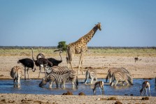 Visite parc national d'Etosha