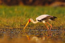 Visite du Parc aux Oiseaux