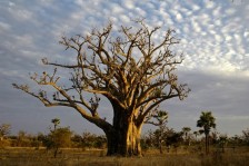 Découverte de la forêt de baobabs de Sindia