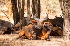 Safari dans la réserve naturelle de Bandia