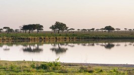 Safari dans le parc du Serengeti