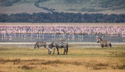 Descente dans le cratère du Ngorongoro en safari