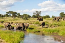 Visite parc national de Tarangire