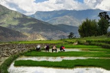 Visite rizière et rencontre avec famille bhoutanaise