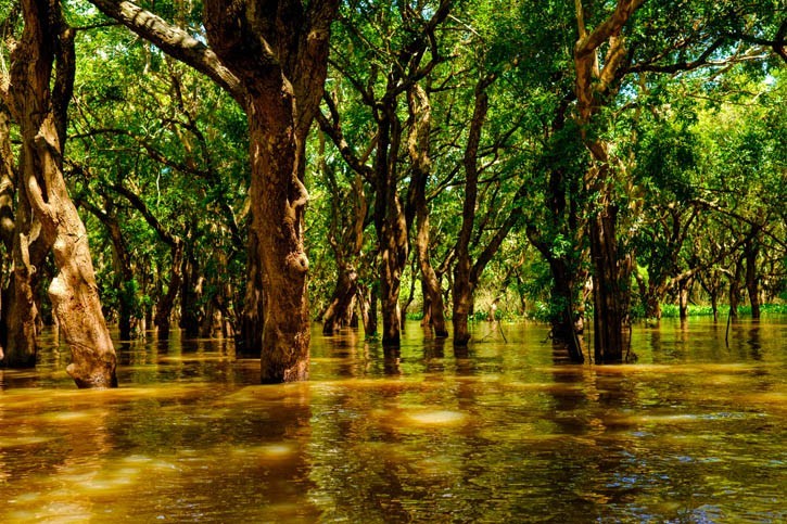 Excursion dans la Forêt Tropicale Cambodgienne