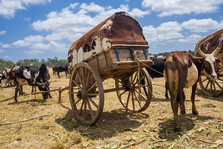 Balade en charette tirée par des boeufs