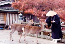 Visite de Nara