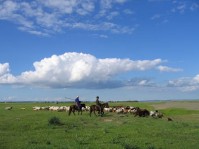 Rencontre avec des familles d'éleveurs de chevaux mongoles