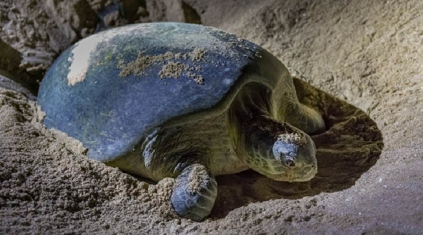 Découverte de Ras Al Jinz Turtle Reserve